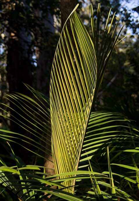 Unfolding the Possibilities: The Rise of Foldable Phones